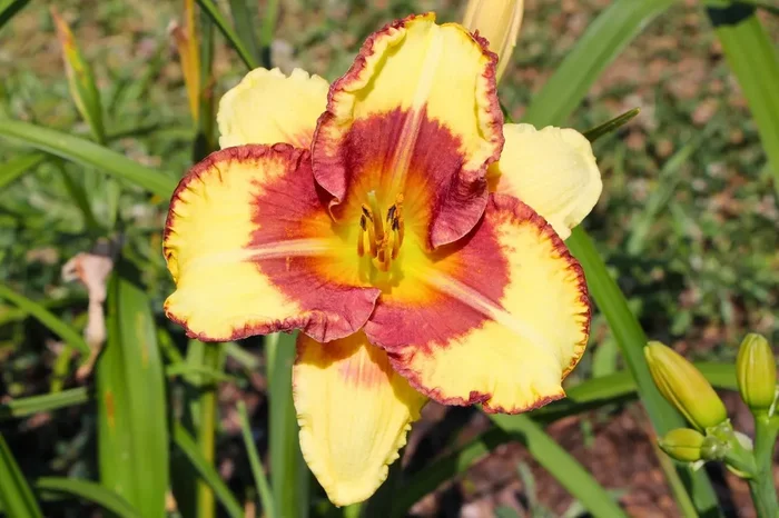Hemerocallis ‚Venetian Baroque‘ (Großblumige Taglilie)