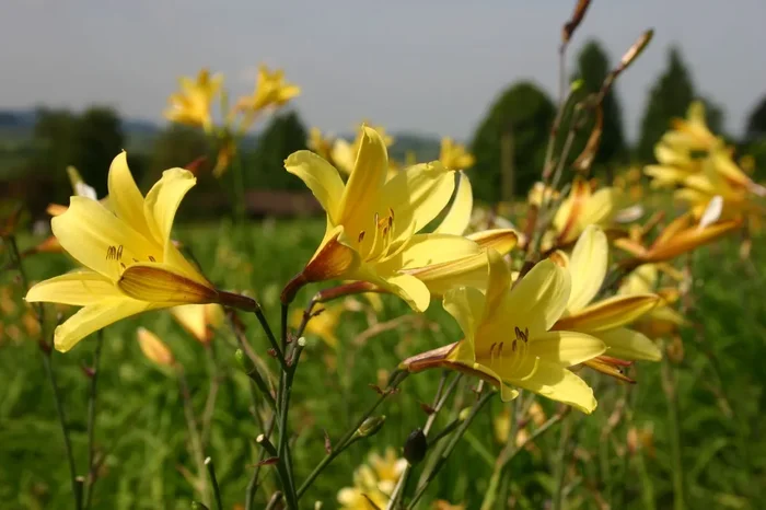 Hemerocallis minor (Kleine Taglilie)