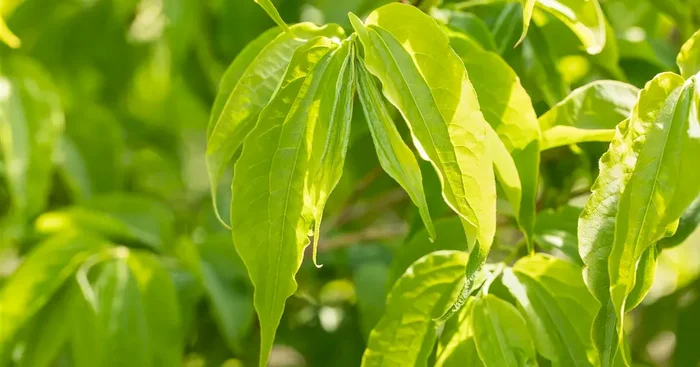 Heptacodium miconioides