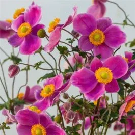 Herbst-Anemone (Anemone hupehensis) Pretty Lady Susan