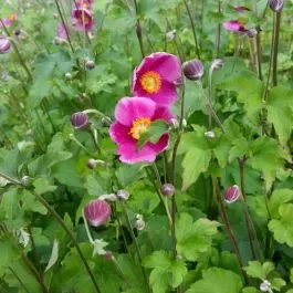 Herbst-Anemone (Anemone hybride) Hadspen Abundance