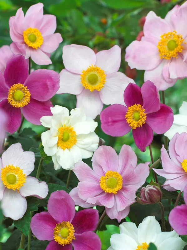 Herbst-Anemone Mischung