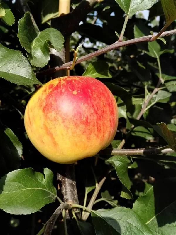 Herbstapfel ‚Rubinola'(s)