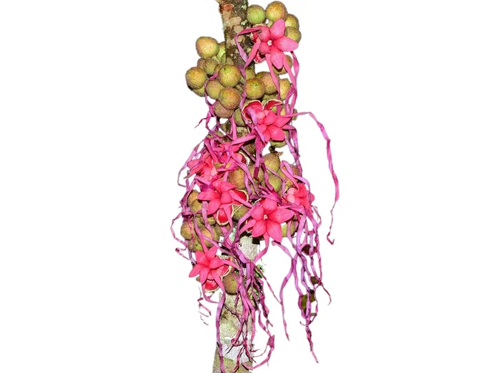 Herrania pulcherrima