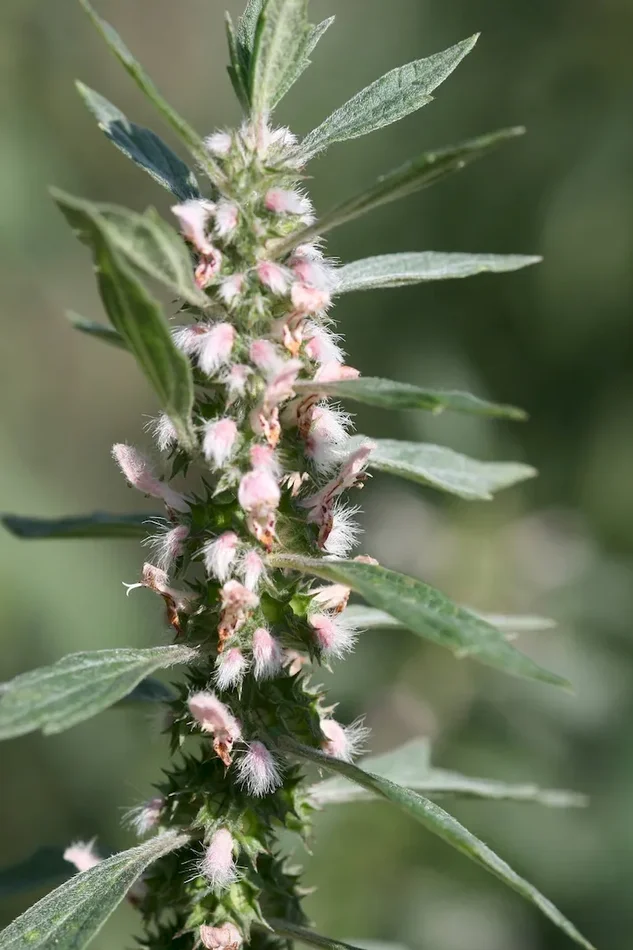 Herzgespann (Bio-Saatgut), Leonurus cardiaca