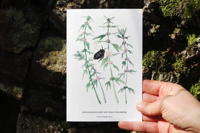 Herzgespann lädt ein: Wald-Pelzbiene