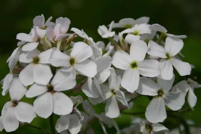 Hesperis matronalis ‚Alba‘ (Weiße Nachtviole)