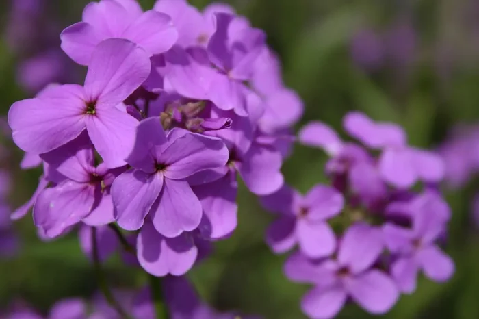 Hesperis matronalis (Gewöhnliche Nachtviole)