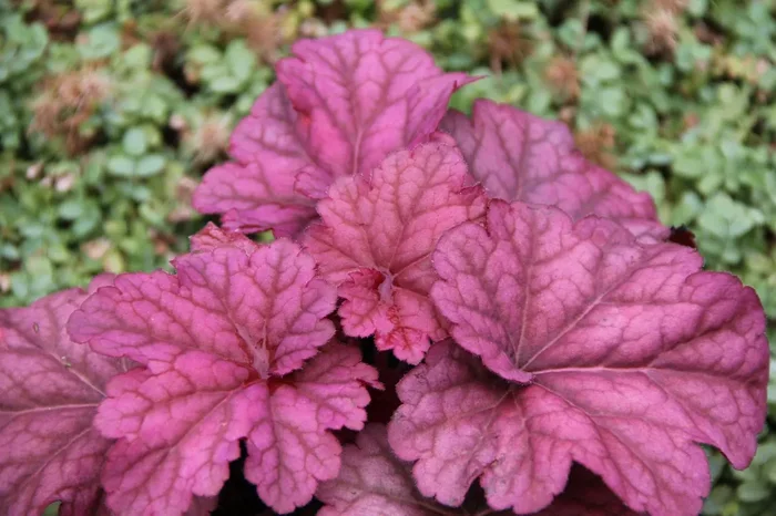 Heuchera ‚Berry Smoothie‘ ® (Samthaariges Silberglöckchen)