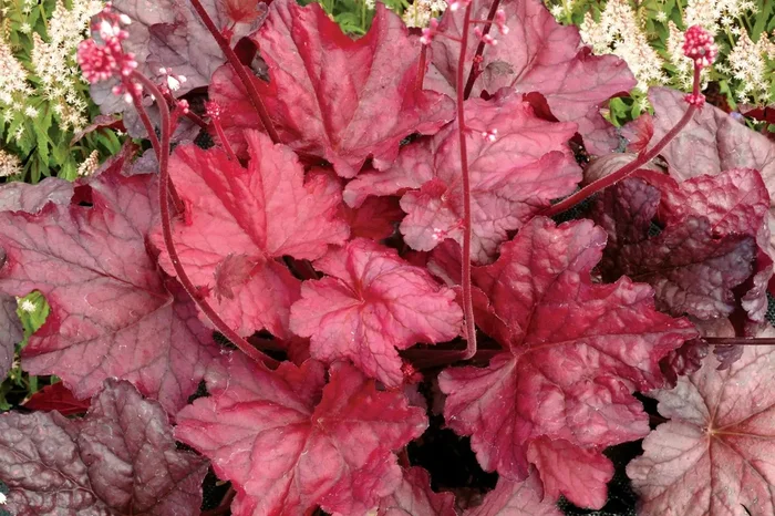Heuchera ‚Fire Chief‘ (Garten-Purpurglöckchen)