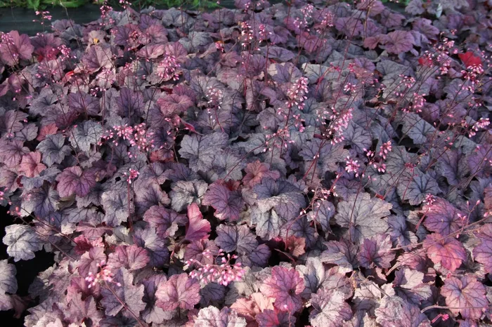Heuchera ‚Georgia Plum‘ (Silberglöckchen)