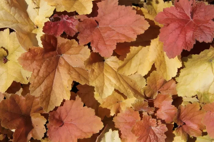 Heuchera ‚Southern Comfort‘ (Silberglöckchen)