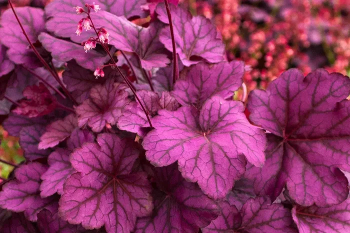 Heuchera ‚Wild Rose‘ (Purpurglöckchen)
