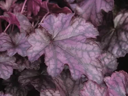 Heuchera cultivare Hybrida ‚Blackberry Jam‘ – Purpurglöckchen