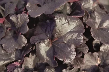 Heuchera cultivare Hybrida ‚Obsidian‘ – Purpurglöckchen