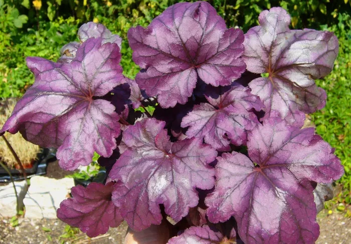 Heuchera cultivare Hybrida ‚Plum Royale‘ – Purpurglöckchen