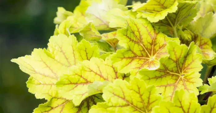 Heuchera Electra