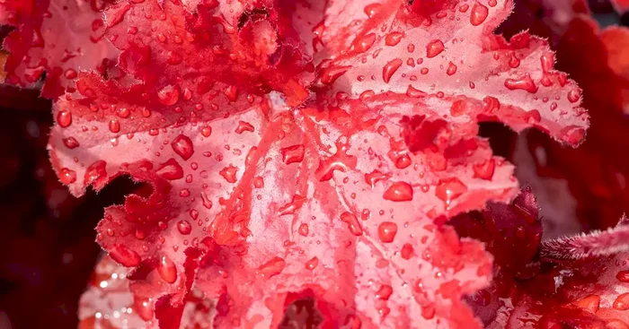 Heuchera Forever Red