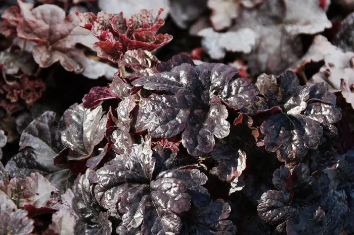 Heucherella ‚Onyx‘ (Heucherella)