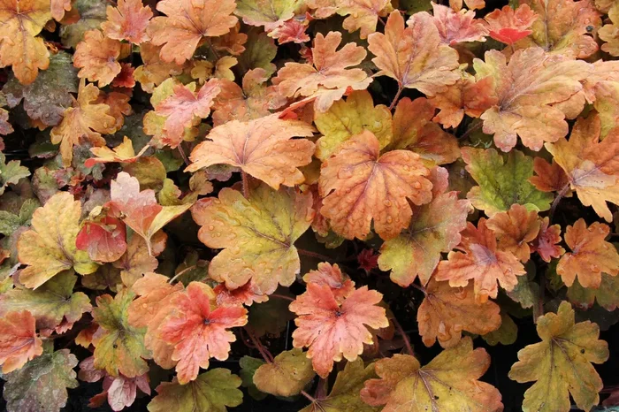Heucherella ‚Sweet Tea‘ (Heucherella)