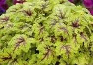Heucherella tiarelloides Hybriden ‚Stoplight – Purpurglöckchen