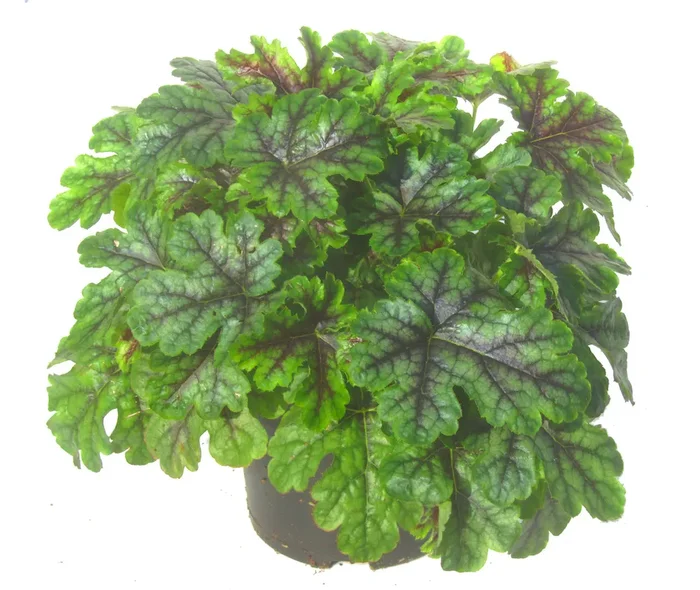 Heucherella tiarelloides Hybriden ‚Tapestry‘ – Purpurglöckchen