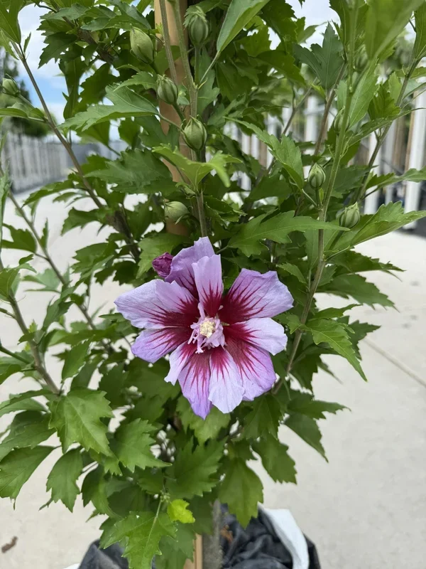 Hibiscus ‚Purple Pillar‘ – Stammbusch