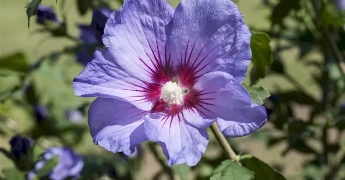 Hibiscus syr. ‚Hawai‘