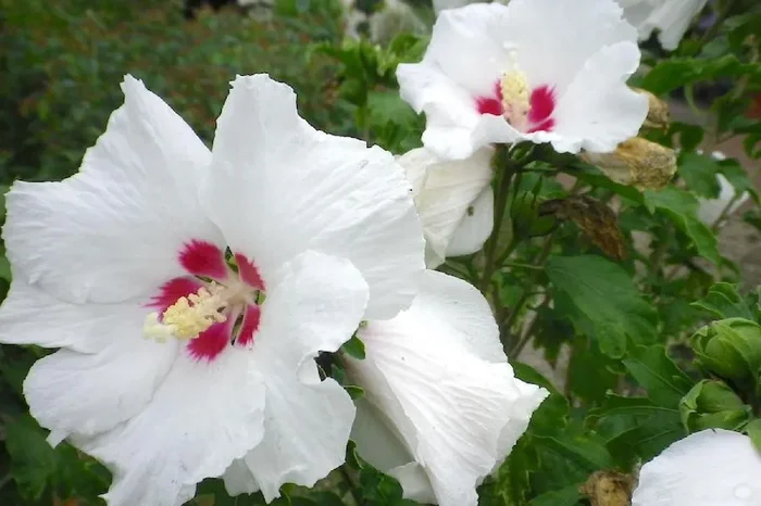 Hibiscus syriacus ‚Red Heart‘ (Roseneibisch)