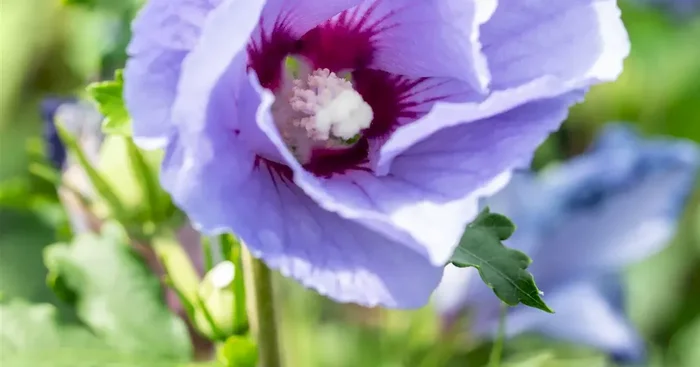 Hibiscus syriacus ‚Super Blue‘