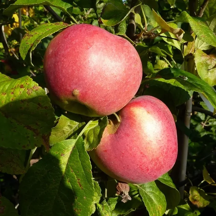 Himbeerapfel von Hobronsy
