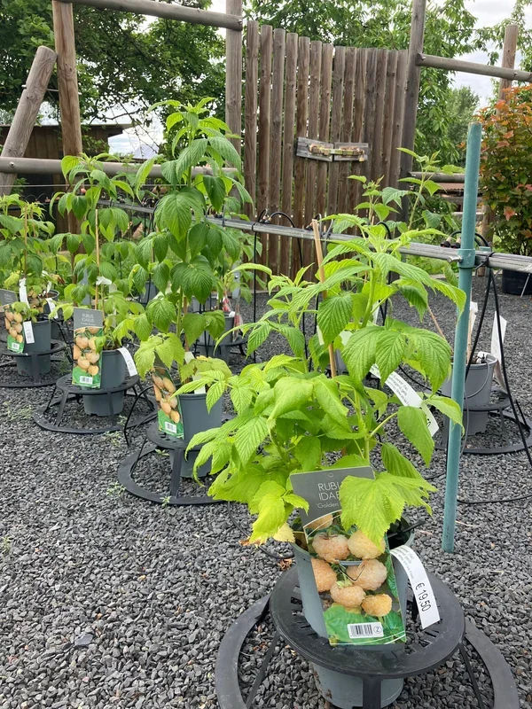 Himbeere ‚Golden Everest‘