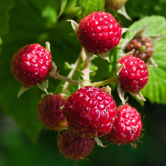 Himbeere