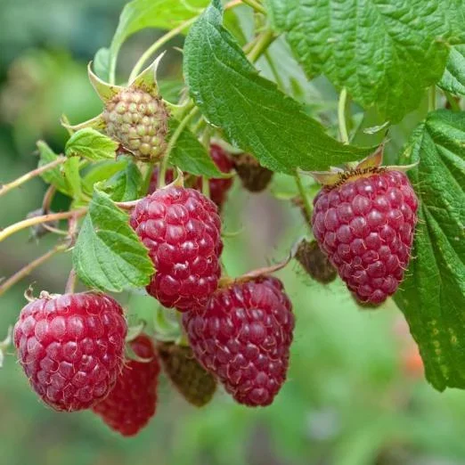 Himbeere Sanibelle