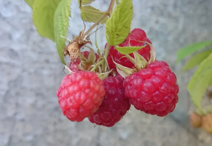 Himbeersorte ‚Elida‘