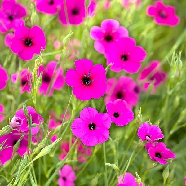 Himmelsröschen ‚Rose Angel‘