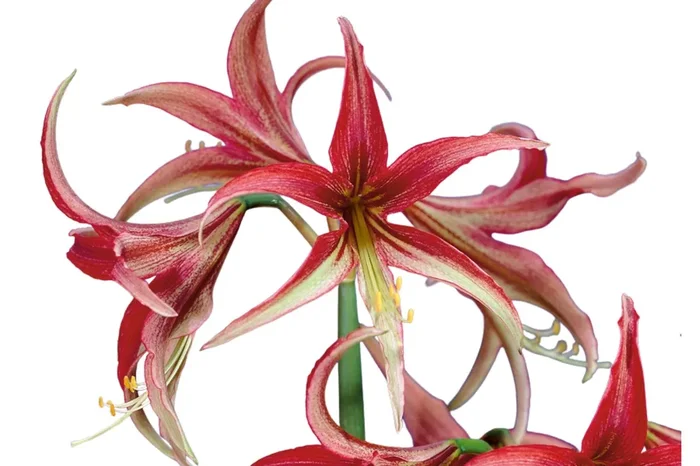 Hippeastrum cybister ‚La Paz‘ (Amaryllis | Ritterstern)