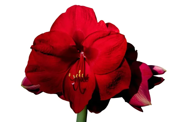 Hippeastrum dunkelrot (Amaryllis | Ritterstern)