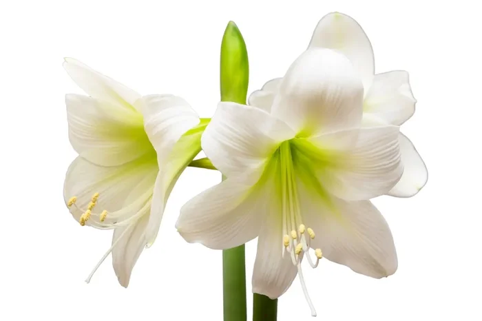 Hippeastrum Jumbo weiß (Amaryllis | Ritterstern)