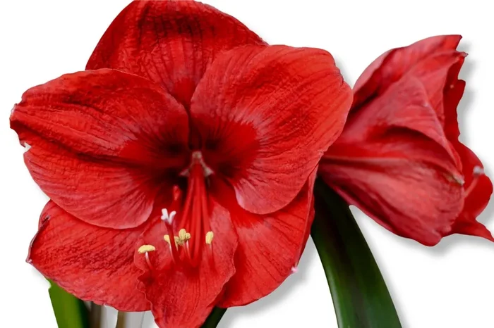 Hippeastrum rot (Amaryllis | Ritterstern)