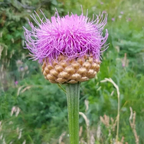 Hirschwurzel (Leuzea rhaponticum; syn. Rhaponticum carthamoides) „Bio“