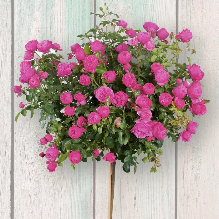 Hochstamm-Edelrose ‚Leonardo da Vinci®‘ Rosa Hybrid – Bestellnummer 2224239