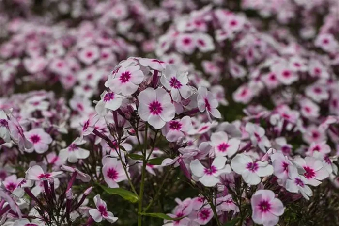 Hohe Garten-Flammenblume ‚Swizzle‘