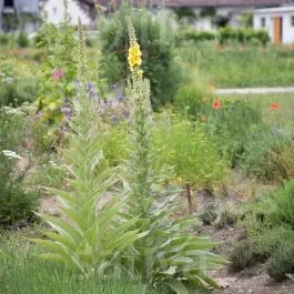 Hohe Königskerze – Verbascum phlomoides