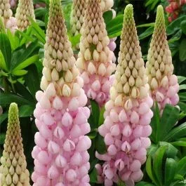 Hohe Vielblättrige Lupine (Lupinus polyphyllus) WEST COUNTRY Blossom®