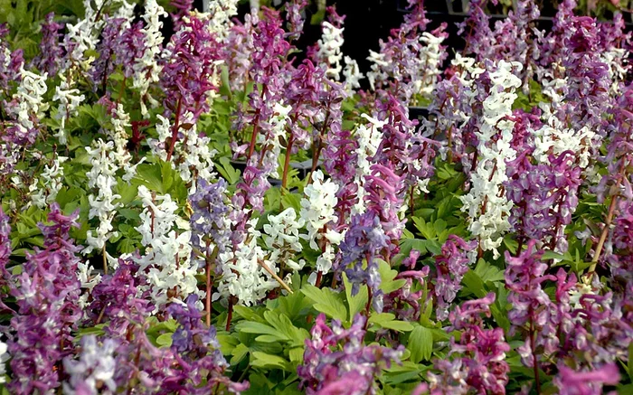 Hohler Lerchensporn* (Saatgut)