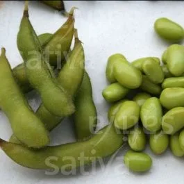 Hokkai Green – Edamame Sojabohne