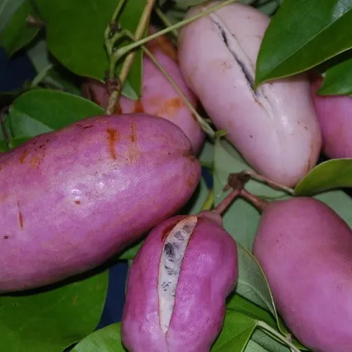 Holboella Coriacea