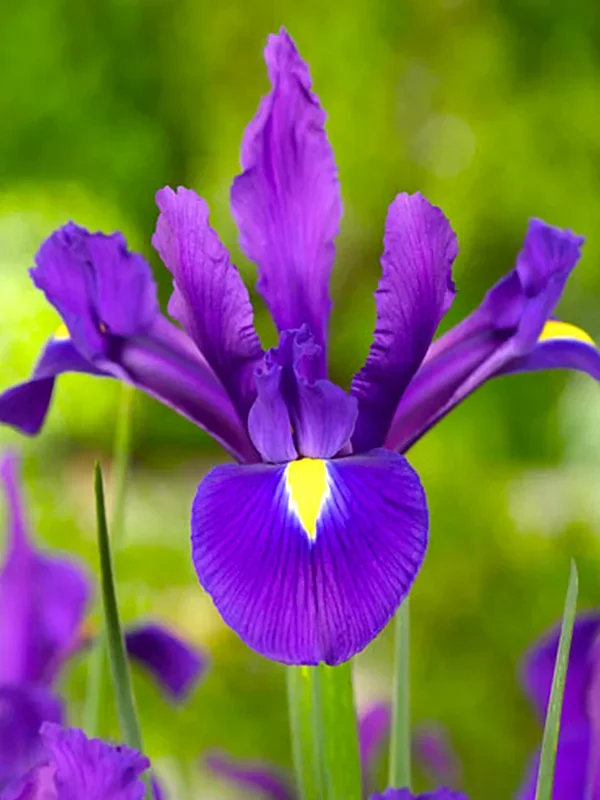 Holländische Schwertlilie Purple Sensation