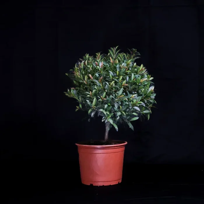 Homebrew Bonsai Kit: Eugenia